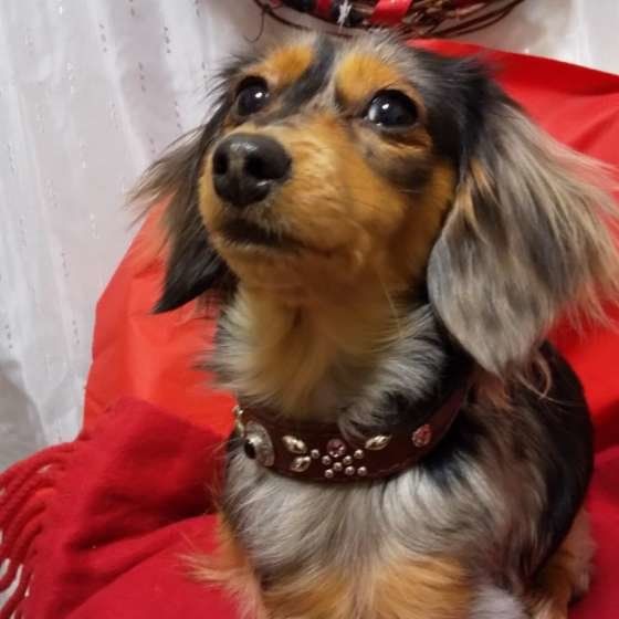 見つめるカニーンヘン・ダックスフンド