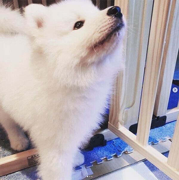 子犬のソランくん