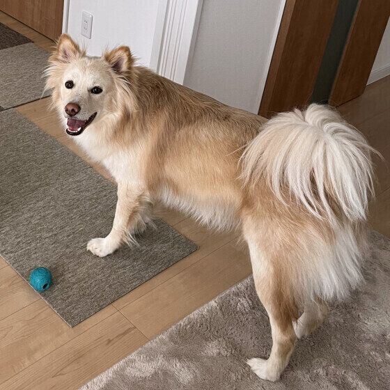 後ろを向く中型Mix犬