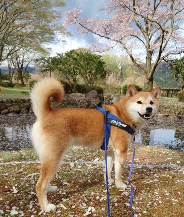 散歩を楽しむ豆蔵くん