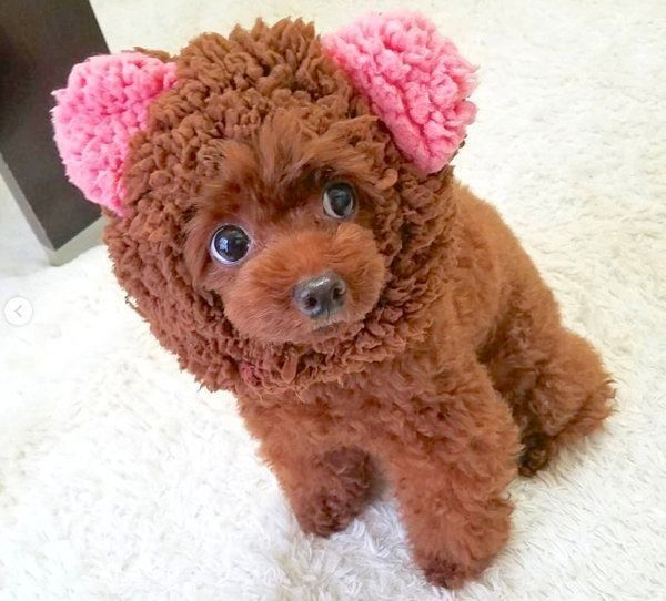 まんまるお目めがかわいいトイ・プードル