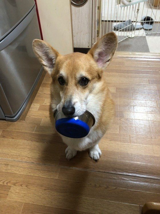 お皿をくわえたウェルシュ・コーギー・ペンブローク