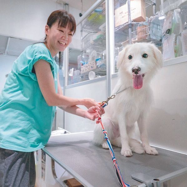 スタッフでトリマーの坂本睦美さんは、ビビリななるとくん（推定10カ月）を怖がらせないよう上手にトリミング