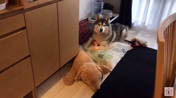 シベリアン・ハスキーの文太ちゃん