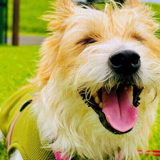 犬の心雑音ってどんな音？ 犬の心臓に雑音が起こる原因とは いぬのきもち