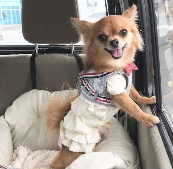 車に乗る犬