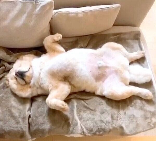 ヘソ天するくり蔵くん