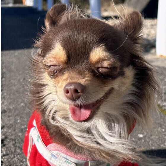 なでなでで嬉しいチワワの様子