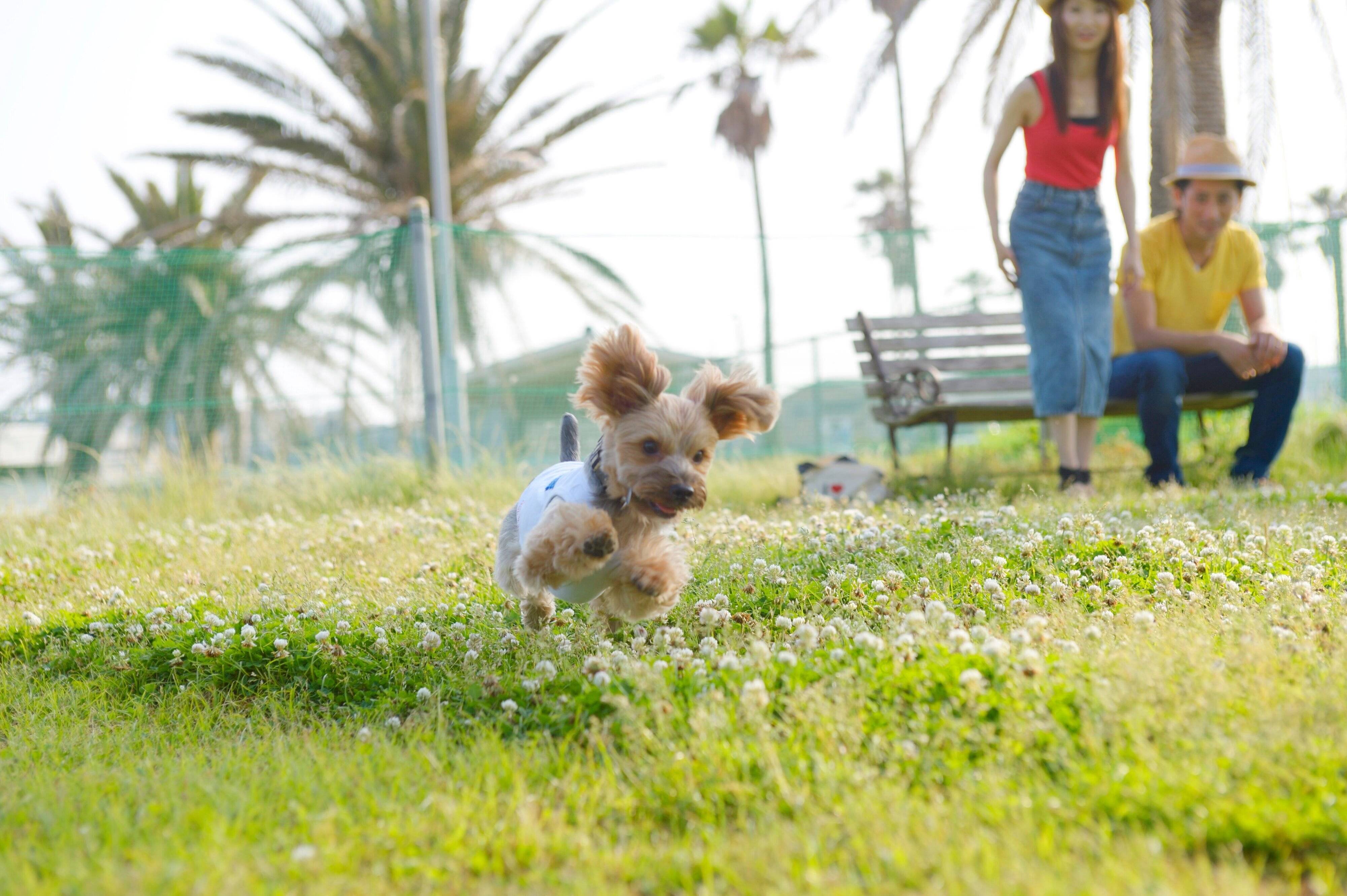 芝生の上を走る犬