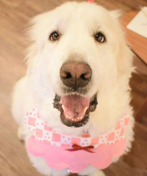 グレート・ピレニーズのとろろちゃん