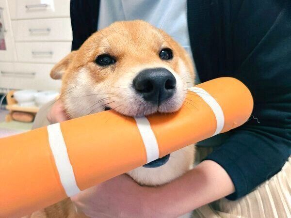 おもちゃをくわえる麦くん