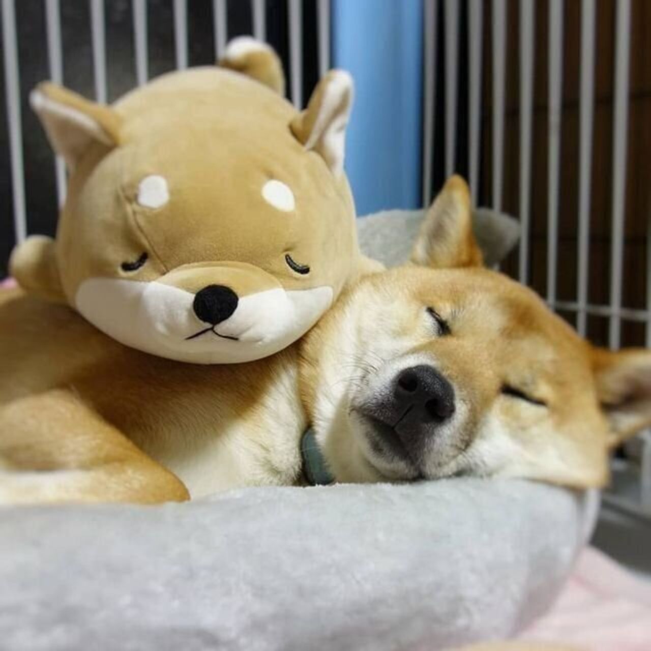 心も体もポカポカ 柴犬のコタロウ の冬に役立つアイテムをご紹介 いぬのきもちweb Magazine 心も体もポカポカ 柴犬のコタロウ の冬に役立つアイテムをご紹介 いぬのきもちweb Magazine