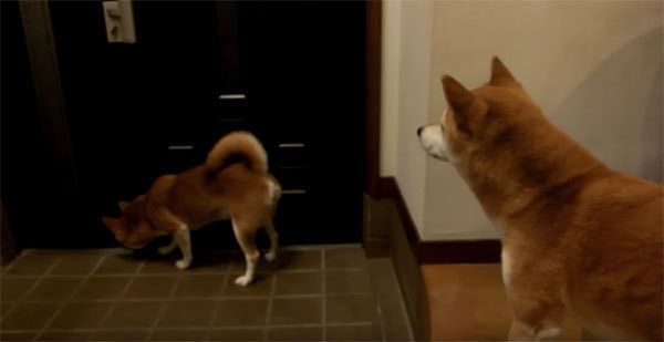 パパさんの帰宅を待つ柴犬