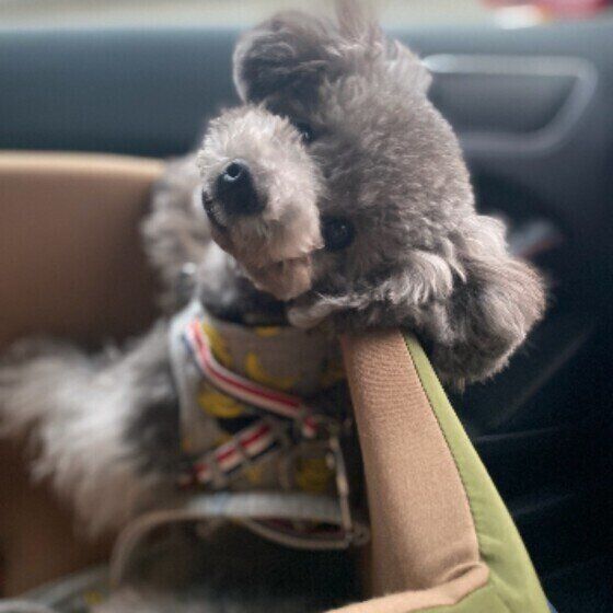 ドライブするGINくん（トイ・プードル）
