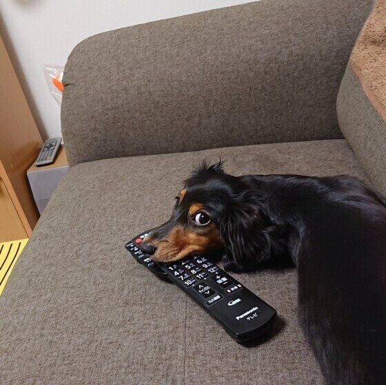 リモコンにあごのせするカニーンヘン・ダックスフンド