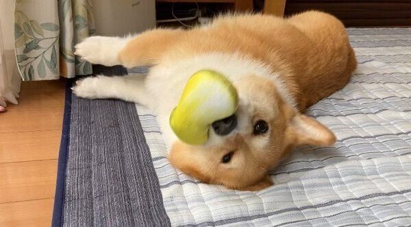 ゴロゴロするベルちゃん