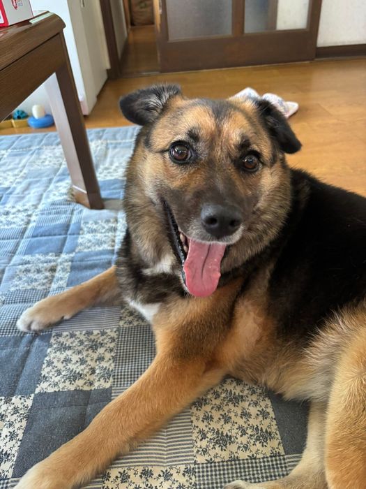 笑顔の様な表情でこちらを見つめる犬