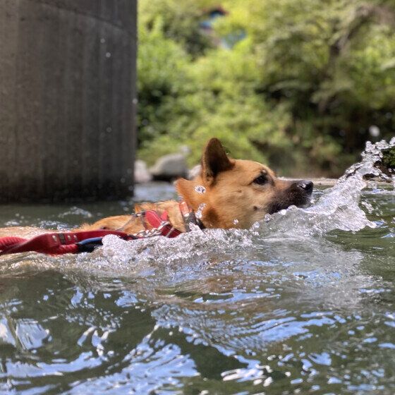 犬の水中毒が起こる原因と症状とは 犬の水遊びでの大量飲水に注意！ いぬのきもち