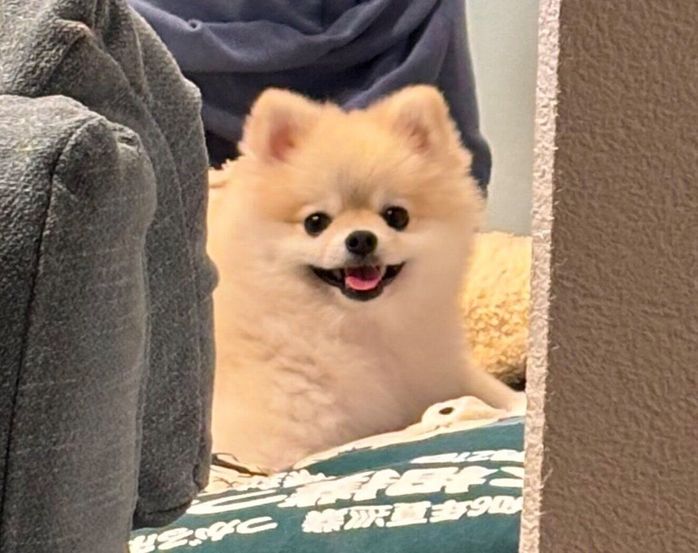 帰宅した飼い主さんを見て、笑顔になるゴン太くん