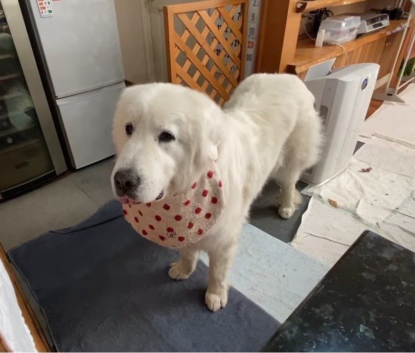 おやつ待ちの犬