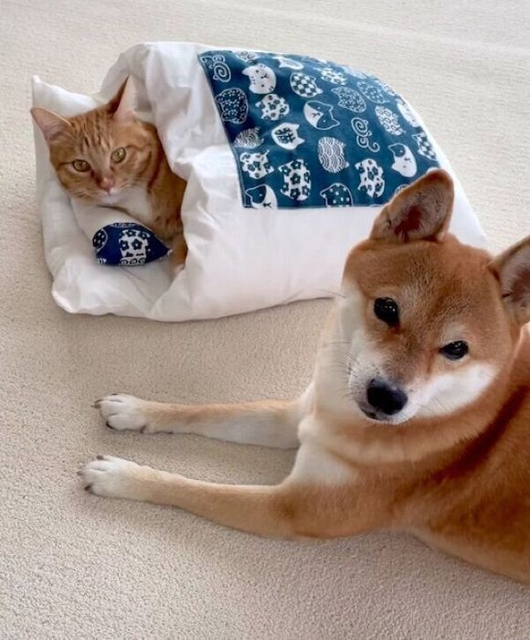 まったりするぷくちゃんとりんくん