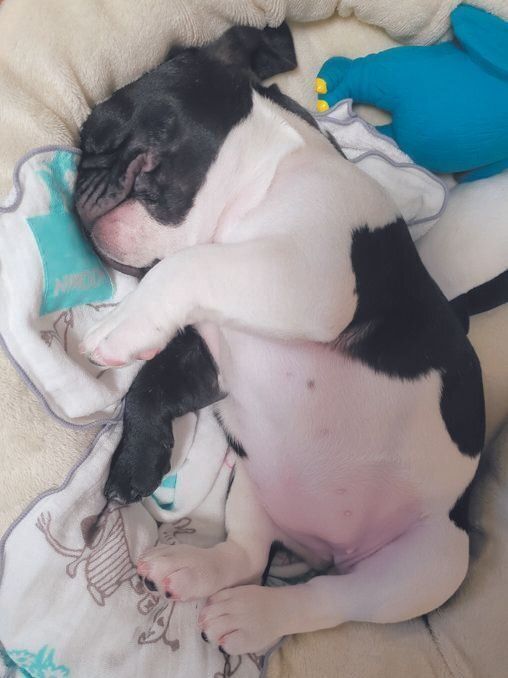 おなかは真っ白