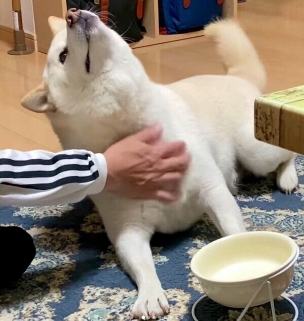 パパさんのナデナデに夢中になってしまうごん太くん