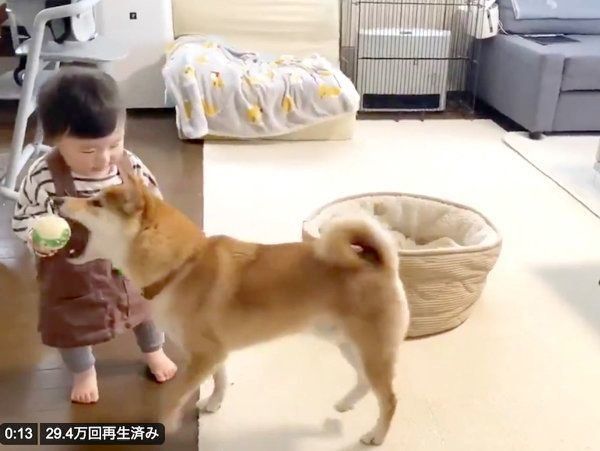 りんご郎くんにボールをあげる妹ちゃん