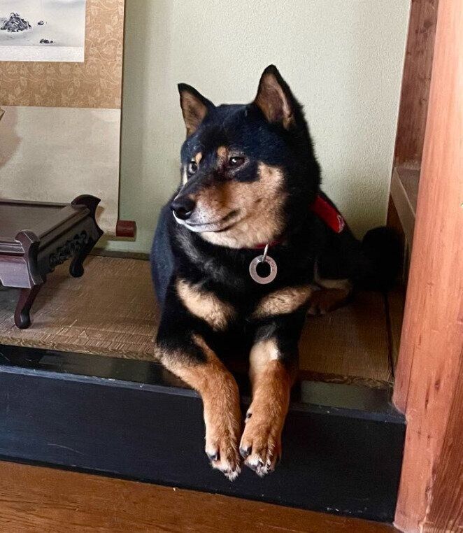 トライアル中の柴犬