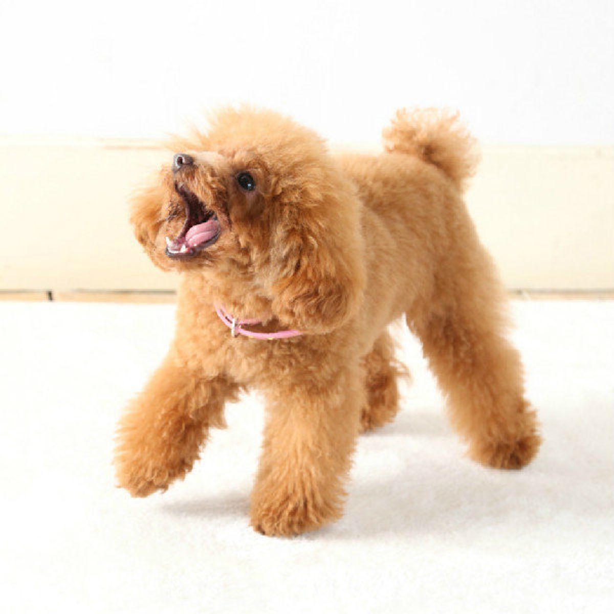 愛犬に吠えないでほしいときのまさかの裏ワザ3選 いぬのきもちweb Magazine 愛犬に吠えないでほしいときのまさかの裏ワザ3選 いぬのきもちweb Magazine