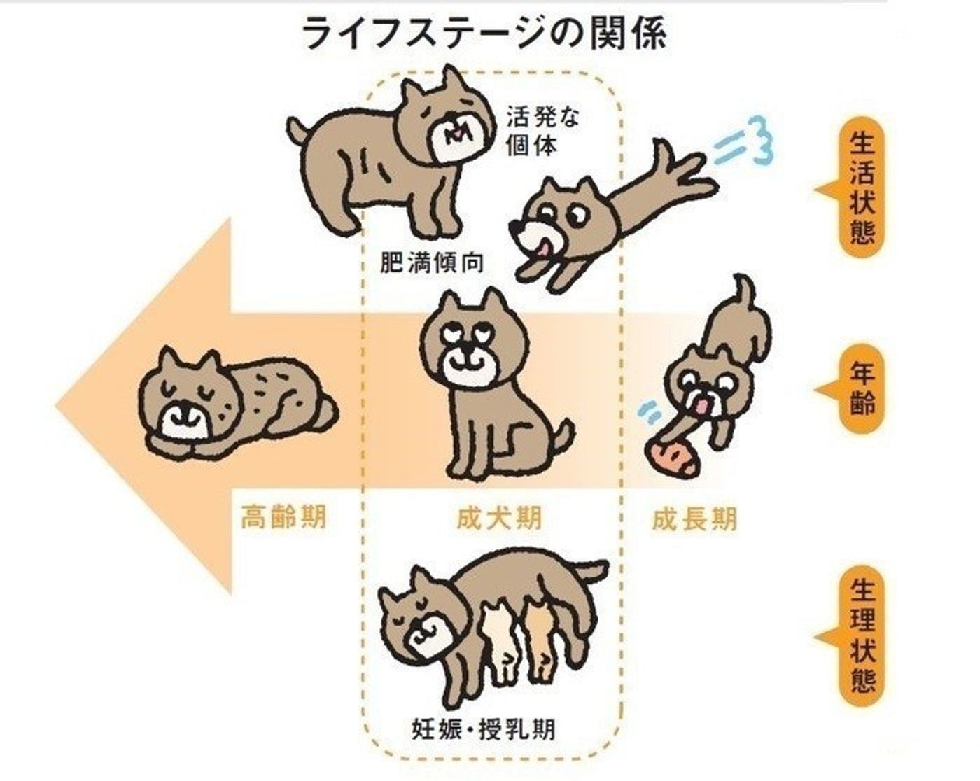 犬もライフステージに合わせて 栄養管理をしよう いぬのきもちweb Magazine 犬もライフステージに合わせて 栄養管理をしよう いぬのきもちweb Magazine