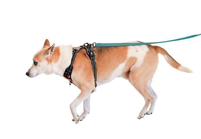 散歩するラブくん