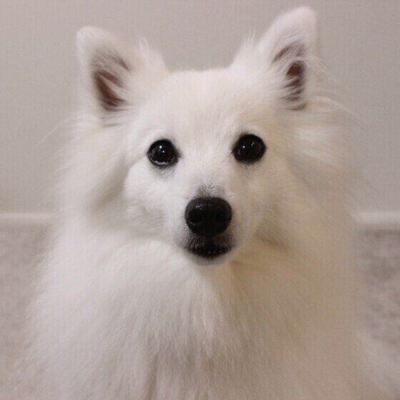 日本スピッツ　ぐみちゃん