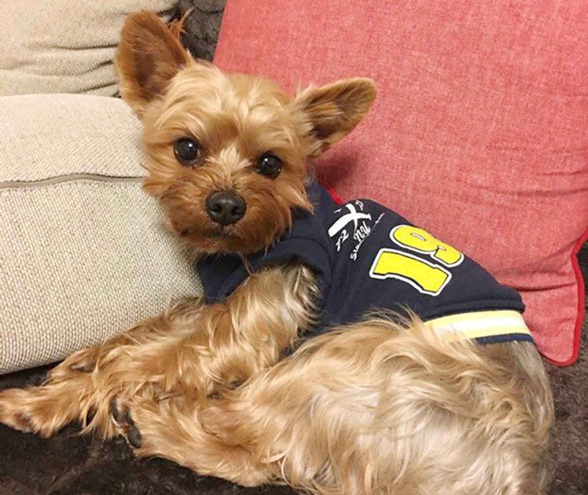 先代犬に申し訳ない 新しい犬を飼うことに葛藤する人に読んでほしい体験談 いぬのきもちweb Magazine 先代犬に申し訳ない 新しい犬を飼うことに葛藤する人に読んでほしい体験談 いぬのきもちweb Magazine