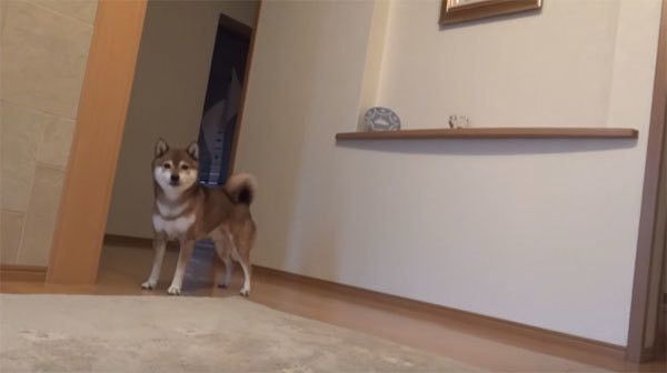 見つめる柴犬