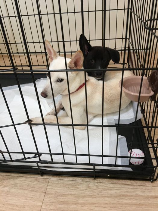 保健所にいたという白ちゃんをボランティアさんが引き出し、別の施設にいた黒くんと出会ったのだとか