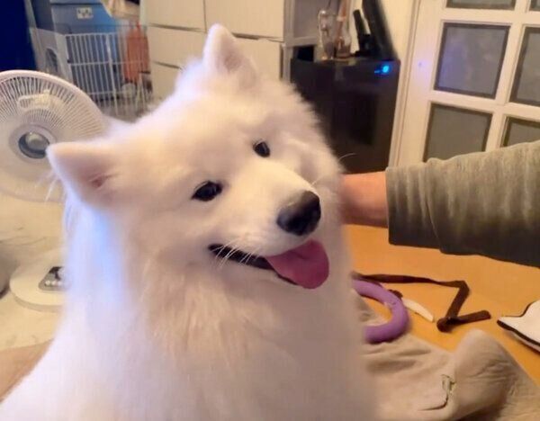 ナデナデが気持ちよくて口が開いてしまうソランくん