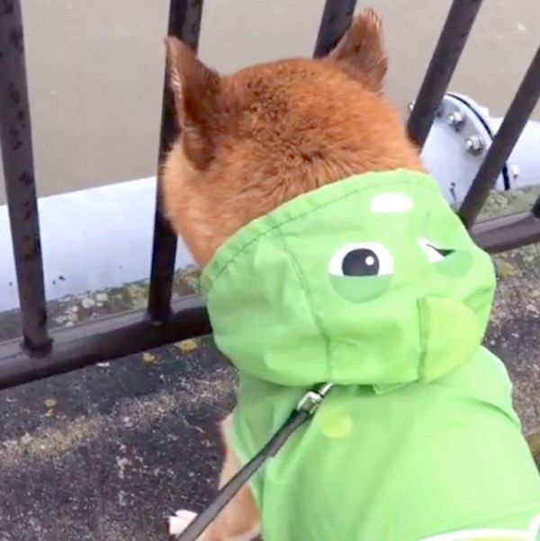 雨の日を楽しむ柴犬