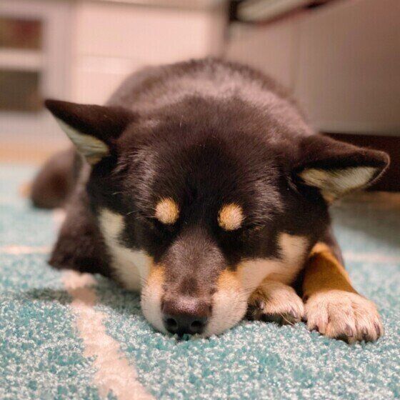 柴のラガーちゃん