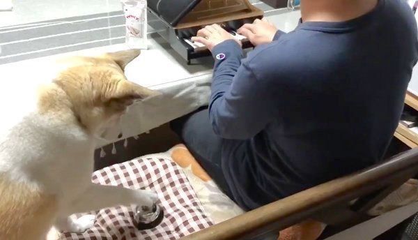 飼い主さんのピアノに合わせてベルを鳴らすチャムちゃん