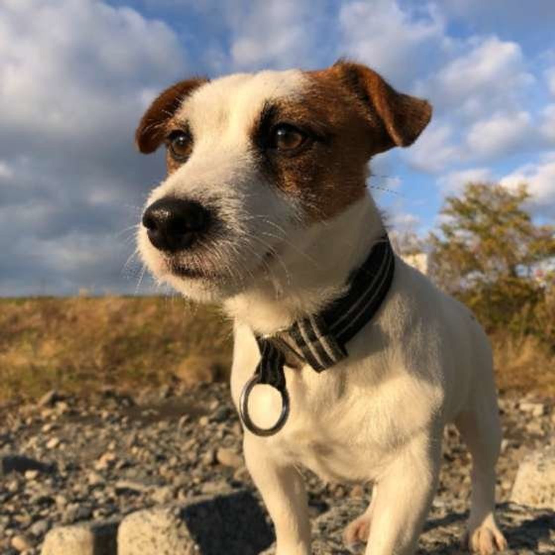 獣医師解説 犬の膵炎が増えている 人の食べ物のおすそわけが要因 いぬのきもちweb Magazine 獣医師解説 犬の膵炎が増えている 人の食べ物のおすそわけが要因 いぬのきもちweb Magazine