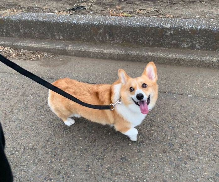 散歩中にニコニコ笑顔を見せるぷるたすちゃん
