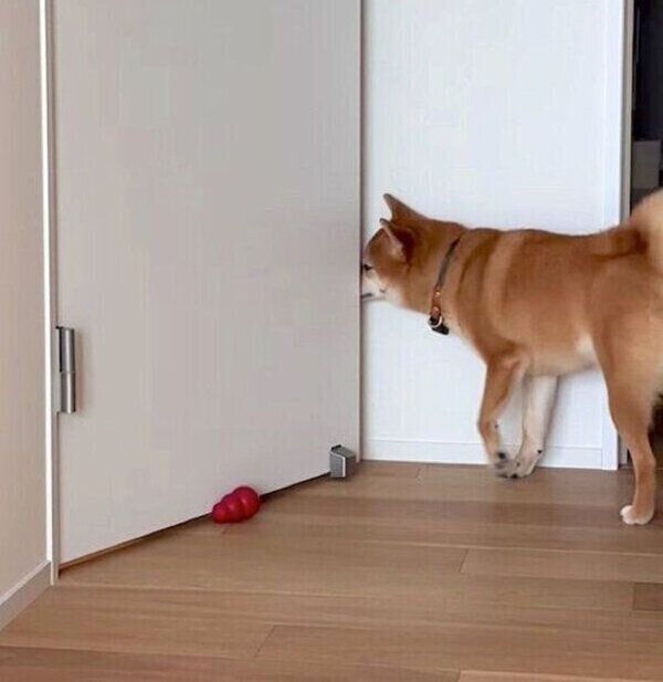 寝室にパパさんを閉じ込めてしまったあんこちゃん