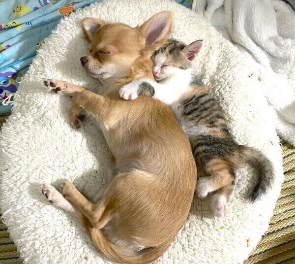 仲良く眠るぶーちゃんとものこちゃん