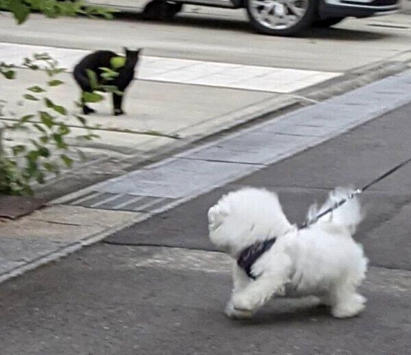 猫の威嚇にビビるあめをちゃん