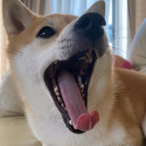 柴のはなちゃん