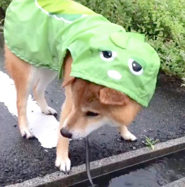 雨の日を楽しむ柴犬