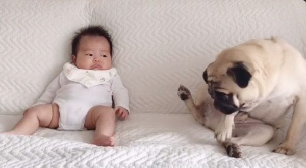 子どもと仲良しなパグ