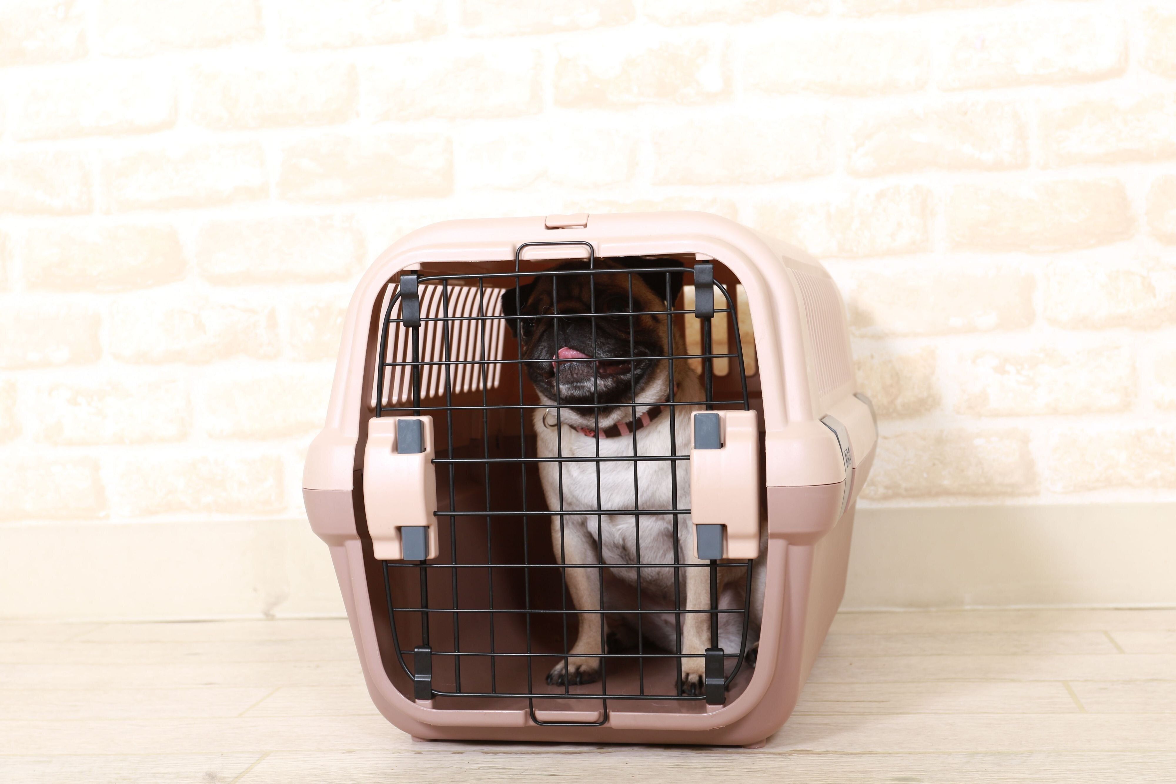 クレートでのトレーニング中の犬