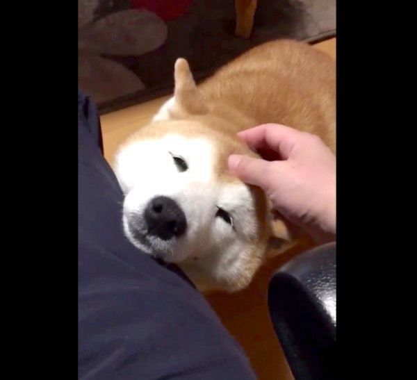 甘えるロペさん